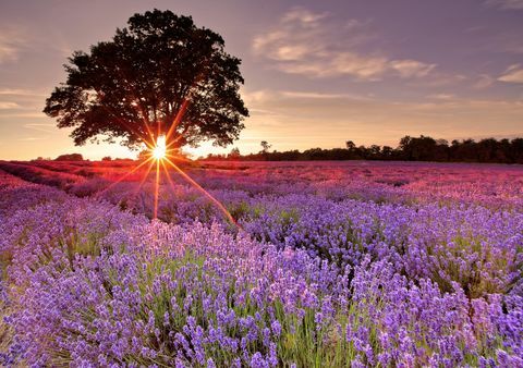 ett lavendelfält i Storbritannien, söder om london, besökte jag denna lavendelfarm under solnedgången på sommaren