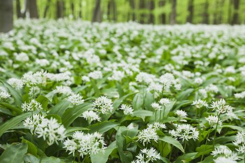 Tyskland Nordrhein-Westaphalia, Eifel, vild vitlökblomning i bokskog