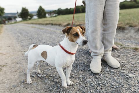 närbild av pojke med hund på grusväg