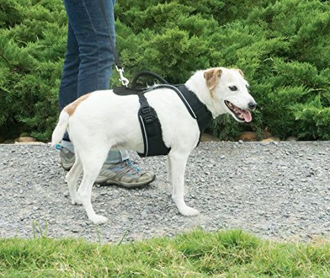 PetSafe EasySport-sele, liten, röd, justerbar, kontroll, vadderad för små / medelstora / stora hundar