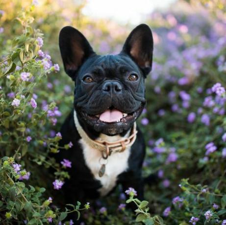 en fransk bulldog står i blommor utomhus och tittar glatt på kameran