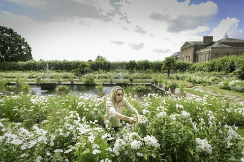 En trädgårdsmästare tenderar att blommor i den vita trädgården på Kensington Palace