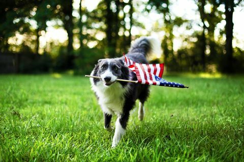 glad hund som leker utanför och bär den amerikanska flaggan