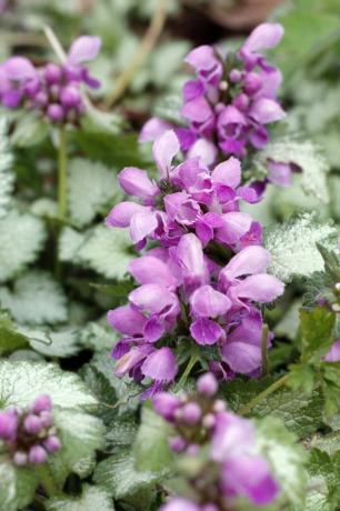 lamium i en trädgård