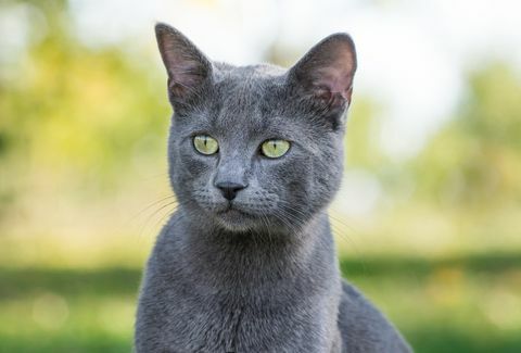 söt rysk blå katt utomhus i naturen, porträtt