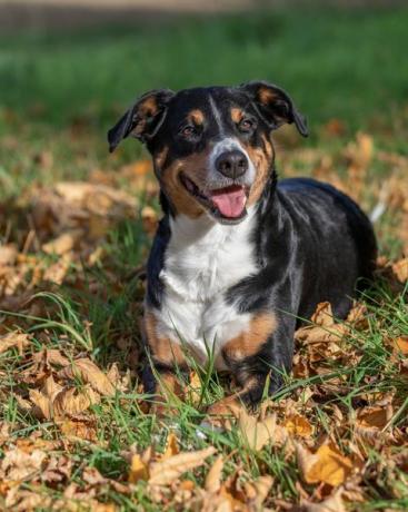 appenzeller sennenhund