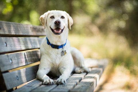 Labrador Retriever Dog leenden på bänken utomhus