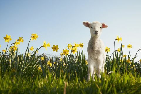 Lamm på våren med påskliljor och blå himmel