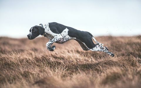 Vinnare av "Dogs at Work" i Årets hundfotograf