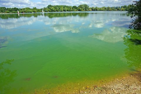 Cyanobakterier eller "blågröna" alger, Frampton på Severn, Gloucestershire, Storbritannien