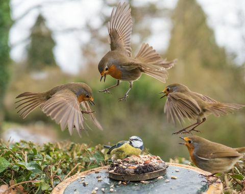 fågelfotografering trädgård djurliv