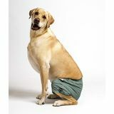 Kove Mate Dog Swim Trunks i Sage Green Stripes