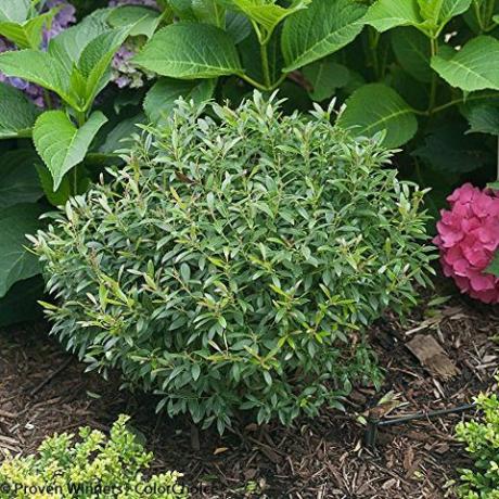 Gem Box Inkberry Holly Live Plant