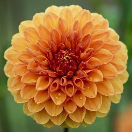 trädgårdstrender 2023 dahlia