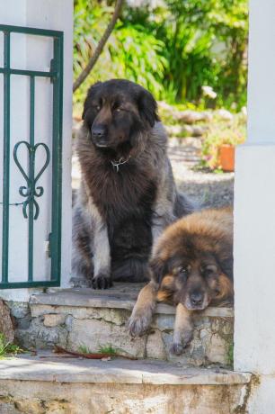 estrela mountain dog - bästa vakthundar