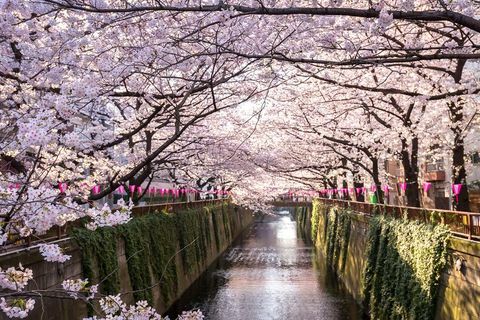 körsbärsröd blomning semester till Japan
