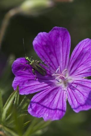 tjockbent blombagge oedemera nobilis hane på geranium sanguineum