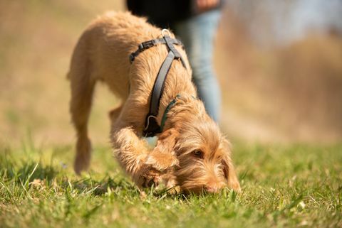 magyar vizsla 18 veckor gammal hundvalp nosar i gräset och följer ett spår