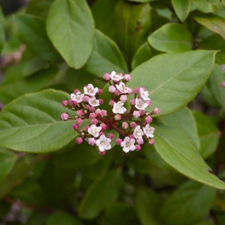 Gren av rosa blommor av daphne odora