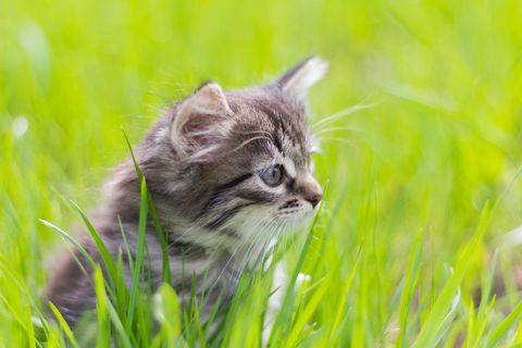 Kattunge som sitter i gräset i solen