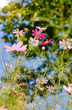 Vilda blommor som blommar i fält